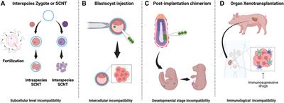 Towards human organ generation using interspecies blastocyst complementation: Challenges and perspectives for therapy